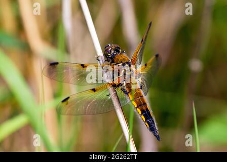 vier spotted Chaser Libelle Stockfoto