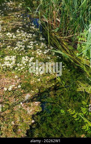 Weißes Wasser Krähenfuß Fowlmere Stockfoto