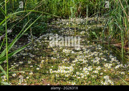 Weißes Wasser Krähenfuß Fowlmere Stockfoto