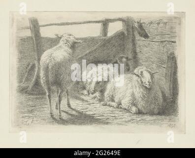 Vier Schafe. Vier Schafe in einem Zaun. Ein Schaf, von hinten gesehen, steht für drei Schafe, die gegeneinander liegen. Stockfoto