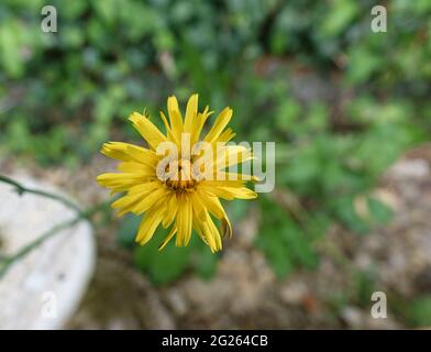 Leuchtend gelbe Herbsthawkbit (Scorzoneroides autumnalis) in der Sommerblüte Stockfoto