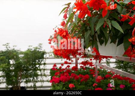 Nahaufnahme von Töpfen mit schönen roten Blumen in einem großen modernen Gewächshaus. Konzept der Pflege für Pflanzen in Treibhaus und Vorbereitung für den Verkauf verschiedener Arten Blumen. Stockfoto