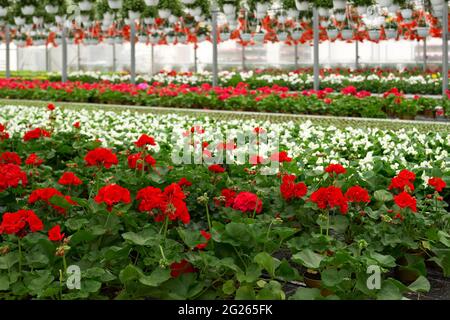 Nahaufnahme von Plantagenblumen. Kommerzieller Anbau von Blumen und Reihen von Zimmerpflanzen-Setzlingen, die im Gewächshaus wachsen. Konzept der Vielfalt der blühenden Pflanzen im Treibhaus angebaut. Stockfoto