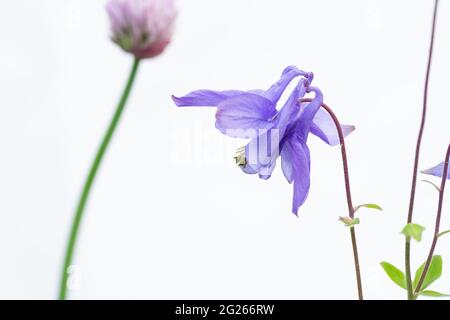 Violette Columbine auf weißem Hintergrund mit einer Schnittblüte im Hintergrund Stockfoto