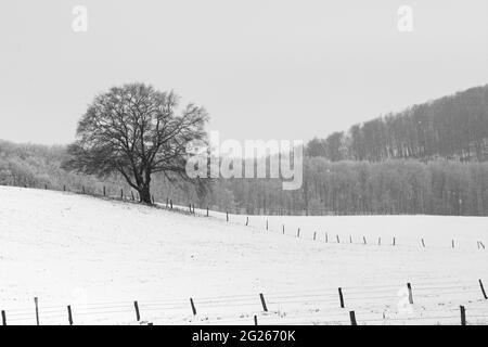 In einer verschneiten Landschaft steht ein einzelner Baum mit einem Wald im Hintergrund und umgeben von einem Zaun. Stockfoto
