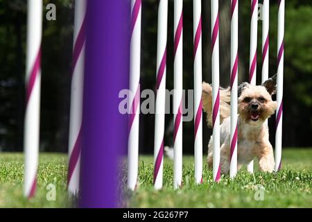 Tarrytown, USA. Juni 2021. Ein kleiner Hund zeigt sich während des Presseterminentages für die 145. Jährliche Westminster Kennel Club Dog Show im Lyndhurst Estate in Tarrytown, NY, 8. Juni 2021. Aufgrund der COVID-19-Pandemie wurde der Veranstaltungsort der WKC Dog Show vom Madison Square Garden zum Lyndhurst Estate in Westchester County außerhalb von New York City verlegt. (Foto von Anthony Behar/Sipa USA) Quelle: SIPA USA/Alamy Live News Stockfoto