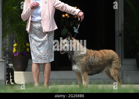 Tarrytown, USA. Juni 2021. Ein belgischer Laekenois, der neue Rassen präsentiert, wird während des Presseterminentages zur 145. Jährlichen Westminster Kennel Club Dog Show im Lyndhurst Estate in Tarrytown, NY, am 8. Juni 2021 vorgestellt. Aufgrund der COVID-19-Pandemie wurde der Veranstaltungsort der WKC Dog Show vom Madison Square Garden zum Lyndhurst Estate in Westchester County außerhalb von New York City verlegt. (Foto von Anthony Behar/Sipa USA) Quelle: SIPA USA/Alamy Live News Stockfoto