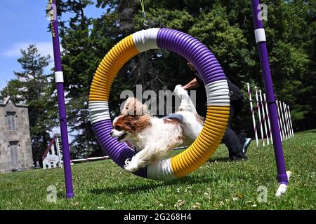 Tarrytown, USA. Juni 2021. Eine Vorführung der Agilität durch einen Cavalier King Charles Spaniel mit dem Namen „Winnie“ während des Presseterminentages zur 145. Jährlichen Westminster Kennel Club Dog Show im Lyndhurst Estate in Tarrytown, NY, 8. Juni 2021. Aufgrund der COVID-19-Pandemie wurde der Veranstaltungsort der WKC Dog Show vom Madison Square Garden zum Lyndhurst Estate in Westchester County außerhalb von New York City verlegt. (Foto von Anthony Behar/Sipa USA) Quelle: SIPA USA/Alamy Live News Stockfoto