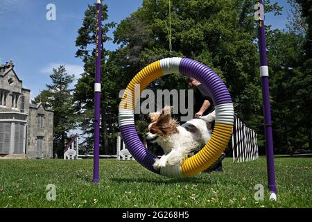 Tarrytown, USA. Juni 2021. Eine Vorführung der Agilität durch einen Cavalier King Charles Spaniel mit dem Namen „Winnie“ während des Presseterminentages zur 145. Jährlichen Westminster Kennel Club Dog Show im Lyndhurst Estate in Tarrytown, NY, 8. Juni 2021. Aufgrund der COVID-19-Pandemie wurde der Veranstaltungsort der WKC Dog Show vom Madison Square Garden zum Lyndhurst Estate in Westchester County außerhalb von New York City verlegt. (Foto von Anthony Behar/Sipa USA) Quelle: SIPA USA/Alamy Live News Stockfoto