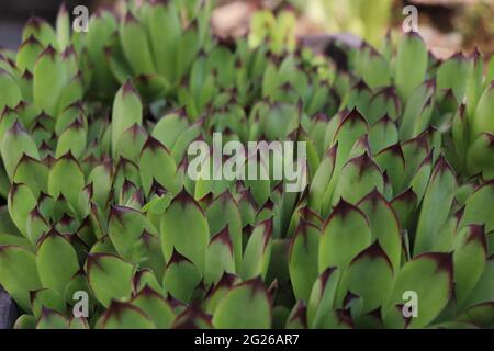 Gemeiner Houseleek Suculent lat. Sempervivum tectorum Stockfoto