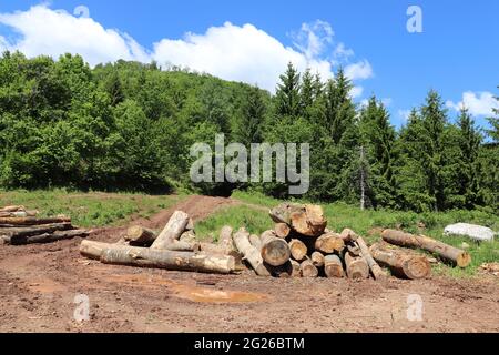 Haufen von Baumstämmen, Bäume abgehauen Stockfoto