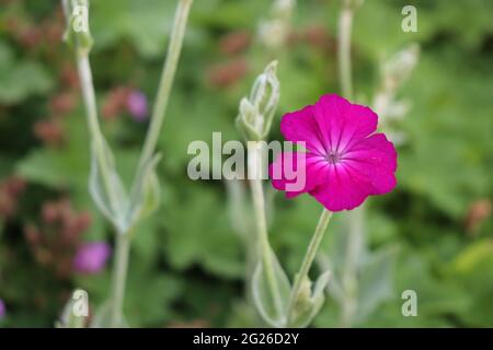 Dianthus plumarius im Sommergarten von schönen rosa Blüten mit weichem Fokus und verschwommenem Hintergrund Stockfoto