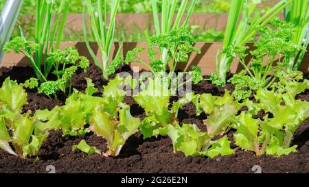 Blattgemüse wächst in einem schönen Gartenbett. Salat, Petersilie und Zwiebeln werden auf fruchtbarem schwarzem Boden auf einem Bauernhof angebaut, der Bio-Lebensmittel für produziert Stockfoto