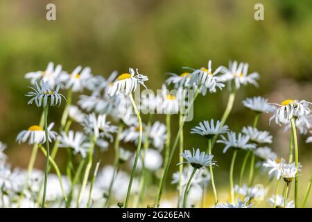 Ochsenaugen-Gänseblümchen, die an einem sonnigen Sommertag in der Brise weht Stockfoto