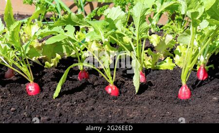 Die roten Spitzen der Radieschen spähen unter dem Boden hervor. In den Gartenbeeten wächst frühlingshafte Gemüsesorten. Das Konzept des Anbaus von organischem Gemüse Stockfoto