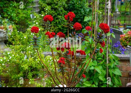 Weihnachten Kalanchoe Stockfoto