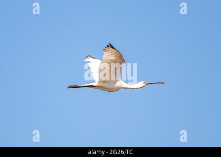 Eurasischer Löffler (Platalea leucorodia) im Flug in Marismas del Odiel, Huelva, Andalusien, Spanien Stockfoto