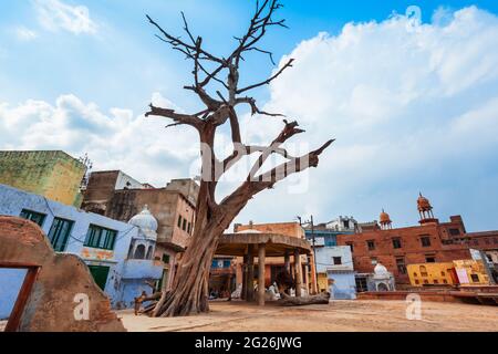 Alter Baum nahe dem Shri Dwarkadheesh oder Dwarkadhish Ji Maharaj Tempel, ein hindu Tempel bei Vishram Ghat des Yamuna Flusses in Mathura in Indien Stockfoto