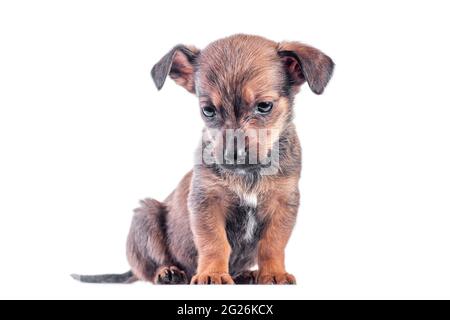 Isolierter trauriger Mongrel brauner Welpe senkte seinen Kopf und sitzt auf weißem Hintergrund Stockfoto