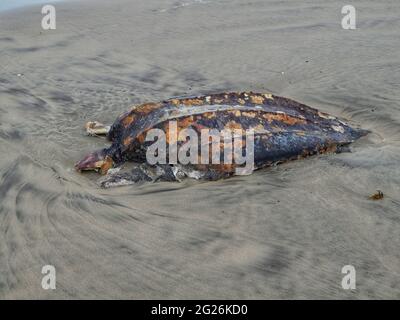 Manzanilla, Trinidad- 19. Mai 2016: Der Leichnam einer toten Lederschildkröte am Manzanilla Beach in Trinidad. Die Todesursache ist unbekannt. Stockfoto