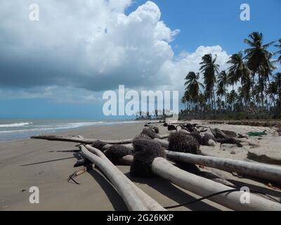 Icacos, Trinidad-27. März 2016: Umgestürzte Kokospalmen und Baumstümpfe auf dem Icacos. Dies ist auf den Anstieg des Meeresspiegels und die Erosion der Küste zurückzuführen. Stockfoto