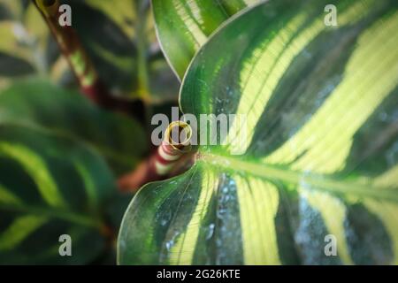 Das zusammengerollte neue Blatt auf einer Calathea-Pflanze Stockfoto