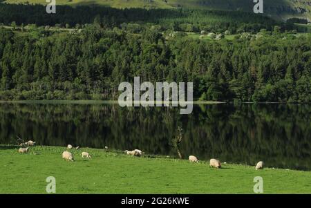 Schafe weiden auf Weiden neben dem noch immer spiegelnden Wasser des Glencar Lough vor dem Hintergrund bewaldeter Hügel. County Leitrim Stockfoto