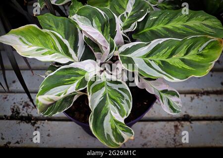 Zweifarbige Blätter auf der pfauenpflanze calathea Stockfoto