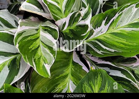 Zweifarbige Blätter auf der pfauenpflanze calathea Stockfoto