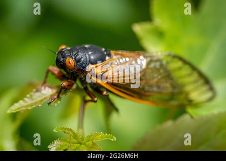 Neu transformiert, klammert sich eine 17-jährige Brut X cicada an ein grünes Blatt im Wald. Stockfoto