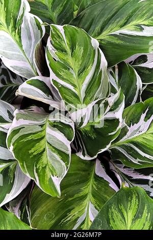 Zweifarbige Blätter auf der pfauenpflanze calathea Stockfoto