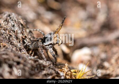 Männliche springende Spinne (Aelurillus V-insignitus) in der Balz-Haltung auf dem Heideland von Surrey, Großbritannien Stockfoto