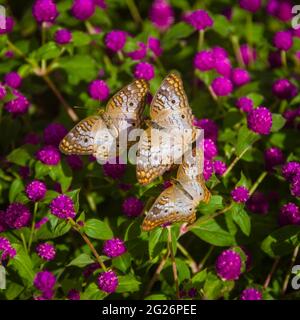 Desert Botanical Garden - Schmetterlingspavillon - White Leacocks Stockfoto
