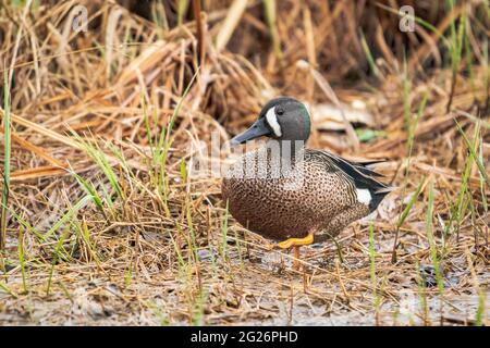 Eine Blue Winged Teal Ente, fotografiert an einem regnerischen Nachmittag in einem Naturschutzgebiet in der Nähe von Sturgeon Bay Wisconsin. Fotografiert von meinem Auto blind. Stockfoto