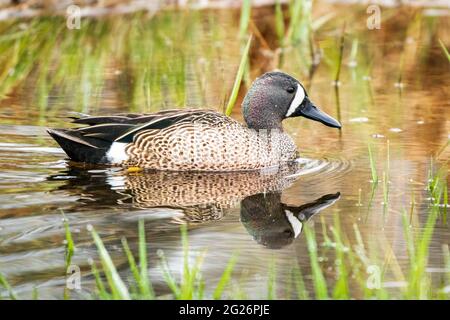 Eine Blue Winged Teal Ente, fotografiert an einem regnerischen Nachmittag in einem Naturschutzgebiet in der Nähe von Sturgeon Bay Wisconsin. Fotografiert von meinem Auto blind. Stockfoto