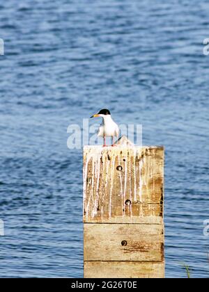 Graues und weißes Gefieder auf einer Fosters Tern, die auf einem Holzstapel thront Stockfoto