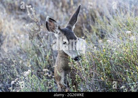 Junge Mule Deer essen wilde Blumen im Rocky Peak Park in den Santa Susana Mountains in der Nähe von Los Angeles und Simi Valley, Kalifornien. Stockfoto