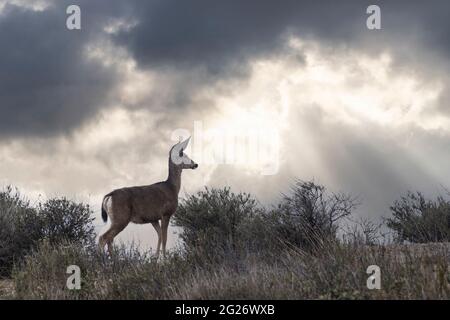 Maultier-Hirsch mit klaren Sturmwolken im Rocky Peak Park in den Santa Susana Mountains in der Nähe von Los Angeles und Simi Valley, Kalifornien. Stockfoto