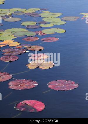 Lilien und Lilypaden in der Sonne mit Fokus auf der Mitte. Stockfoto