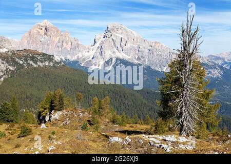 Lärchenholz und Tofano, Tofana oder Le Tofane Gruppe, Alpen Dolomiten Berge, Italien Stockfoto