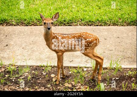 Austin, Texas, USA. 31. Mai 2021. Hirse. Zwillingshirsche werden tagsüber in einem städtischen Gebiet zurückgelassen, während ihre Mutter vorne nach Futter sucht Stockfoto