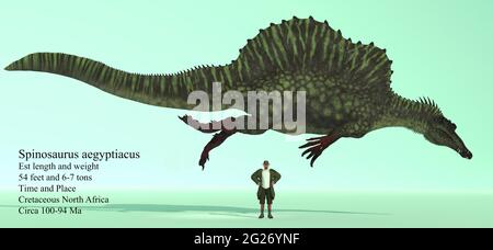 Spinosaurus in einer schwimmenden Pose im Vergleich zu einem menschlichen Männchen als Größenreferenz. Stockfoto