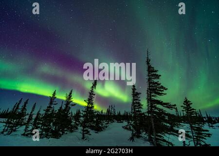 Eine farbenfrohe aurora über einem borealen Wald in Churchill, Manitoba, Kanada. Stockfoto