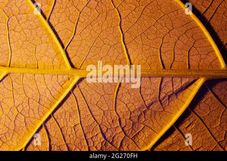 Orangefarbenes Blatt aus nächster Nähe, als Hintergrund oder Textur verwenden Stockfoto