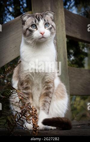 Tabby Point Scottish Fold Cat sitzt draußen auf Deck Stockfoto