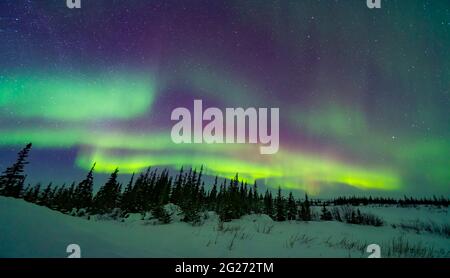 Die Pastellfarben der aurora borealis über einem borealen Wald in Churchill, Manitoba, Kanada. Stockfoto