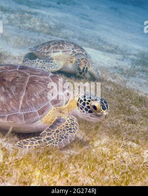 Zwei grüne Meeresschildkröten (Chelonia mydas) auf dem Seegras in Saint Croix. Stockfoto