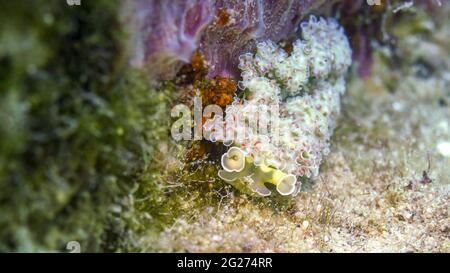 Eine Salatschnecke (Elysia crispata), Saint Croix. Stockfoto