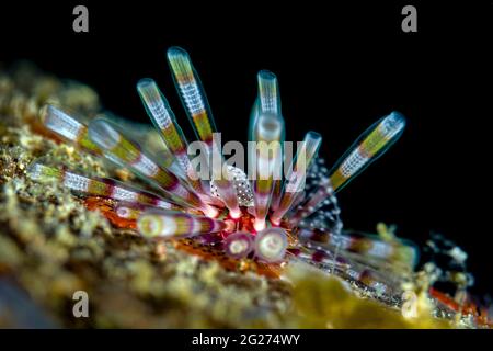 Zehn-gesäumte Seeigel (Eucidaris metularia), Anilao, Philippinen. Stockfoto