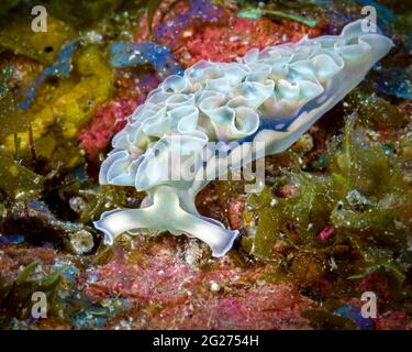 Salatschnecke, die am Riff entlang kriecht, Little Cayman Island. Stockfoto